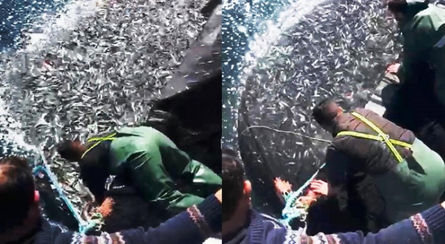 Balıkçılardan örnek hareket: Binlerce kefal yavrusunu denize bıraktılar Balıkçılardan örnek hareket: Binlerce kefal yavrusunu denize bıraktılar
