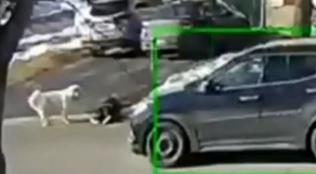 Bayılan sahibine yardım etmeleri için trafiği durdurdu