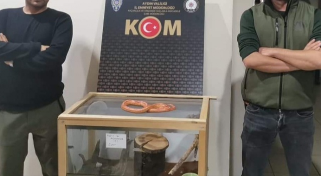 Bir eve düzenlenen operasyonda Mısır yılanı ve trantula ele geçirildi Bir eve düzenlenen operasyonda Mısır yılanı ve trantula ele geçirildi