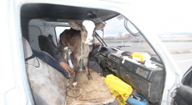 Buzağısını minibüsünün ön koltuğunda taşıdı