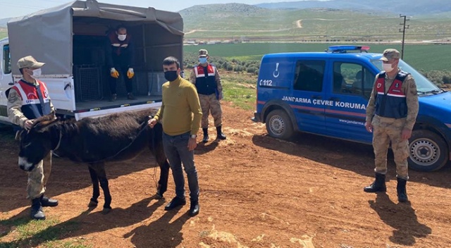 Eşeğini sopayla döven şahsa bin 33 lira para cezası
