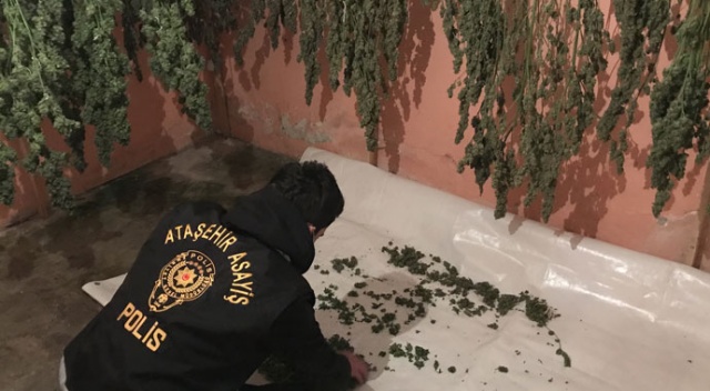 Evde kurdukları serada kenevir yetiştiren 2 şüpheli yakalandı Evde kurdukları serada kenevir yetiştiren 2 şüpheli yakalandı