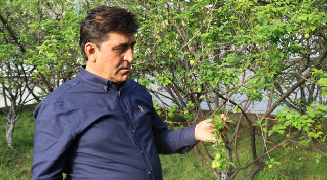 Fiyatı altınla yarışan erik, hırsızların hedefi oldu Fiyatı altınla yarışan erik, hırsızların hedefi oldu