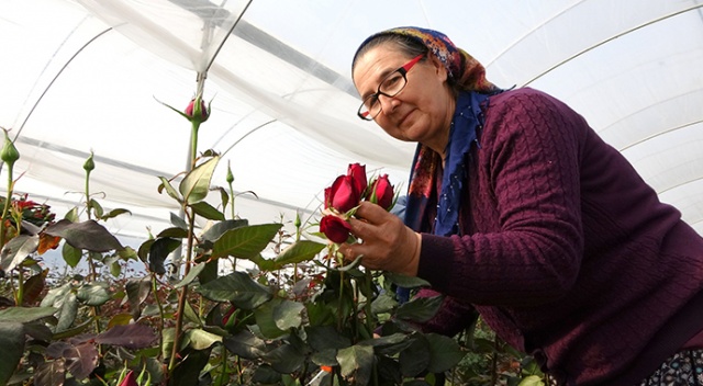 Gül yetişmez denilen köye gül serası kurdular, siparişlere yetişemiyorlar Gül yetişmez denilen köye gül serası kurdular, siparişlere yetişemiyorlar