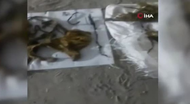 Hindistan’da ineğin midesinden 71 kilo atık çıktı Hindistan’da ineğin midesinden 71 kilo atık çıktı