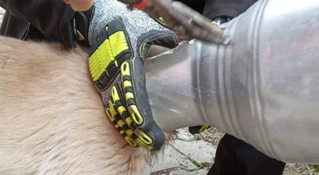 Kafası güğüme sıkışan köpeği itfaiye kurtardı