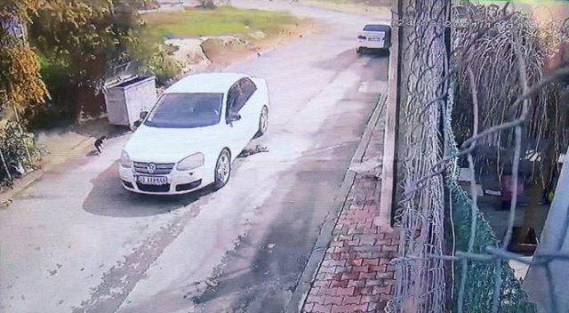 Kediyi ezerek öldüren sürücü gözaltına alındı Kediyi ezerek öldüren sürücü gözaltına alındı