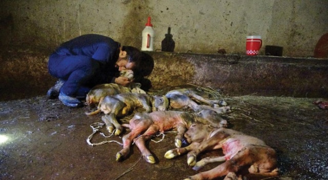 Kesilen inekten, 5 buzağı çıktı Kesilen inekten, 5 buzağı çıktı