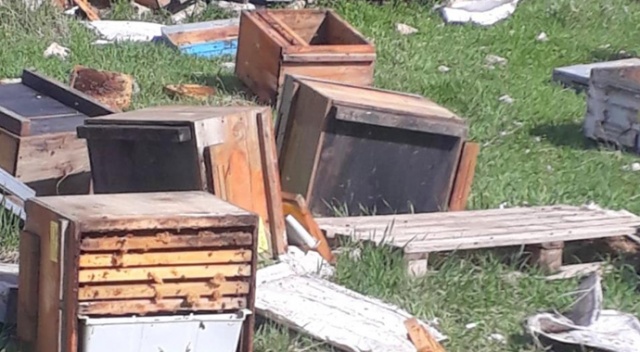 Kış uykusundan uyanan ayılar bal kovanlarına saldırdı