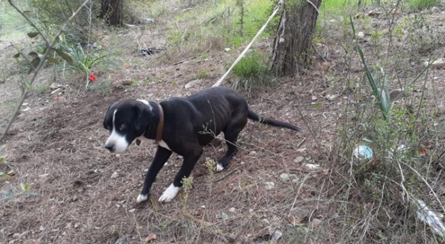 Köpeği ormanda ağaca bağlayıp ölüme terk ettiler Köpeği ormanda ağaca bağlayıp ölüme terk ettiler
