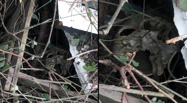 Koyun otlatan çoban, boşaltılan domuz çiftliğinde kafatası buldu