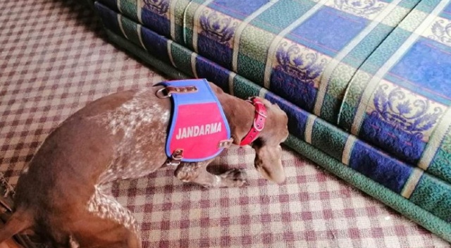 Narkotik köpeği “Radar” uyuşturucuya geçit vermedi Narkotik köpeği “Radar” uyuşturucuya geçit vermedi