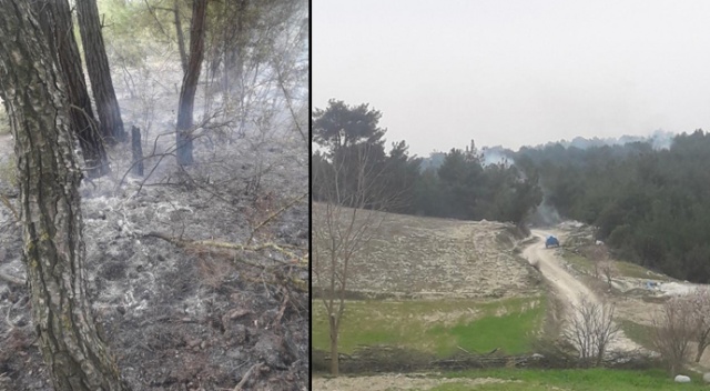 Ormanda 5 farklı noktada yangın çıktı, 1 kişi gözaltına alındı Ormanda 5 farklı noktada yangın çıktı, 1 kişi gözaltına alındı