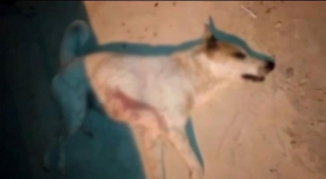 Sokak köpeğini pompalı tüfekle öldürdü Sokak köpeğini pompalı tüfekle öldürdü