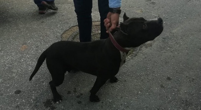 Sokakta pitbull gezdirdi, 10 bin lira ceza yedi