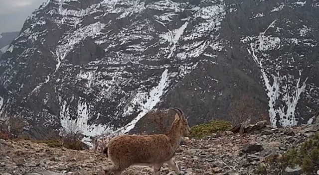 Tunceli'de nesli tükenme tehlikesindeki vaşak fotokapanla görüntülendi Tunceli'de nesli tükenme tehlikesindeki vaşak fotokapanla görüntülendi