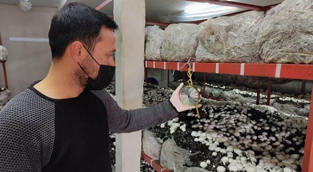 Üniversiteyi bitirip köyüne döndü: Ürettiği mantarlar kapış kapış satılıyor Üniversiteyi bitirip köyüne döndü: Ürettiği mantarlar kapış kapış satılıyor