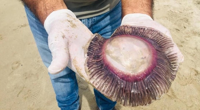 Kuşadası&#039;nda ölü mor denizanaları kıyıya vurdu! Çok önemli uyarı