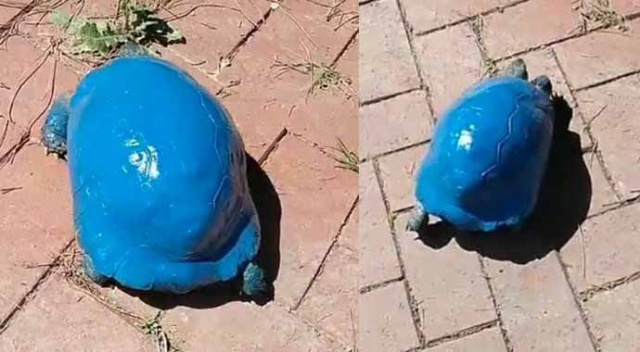 Maviye boyanan kara kaplumbağasıyla ilgili soruşturma Maviye boyanan kara kaplumbağasıyla ilgili soruşturma