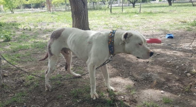 Pitbull cinsi köpeği bıçakladılar, sahibini de dövdüler