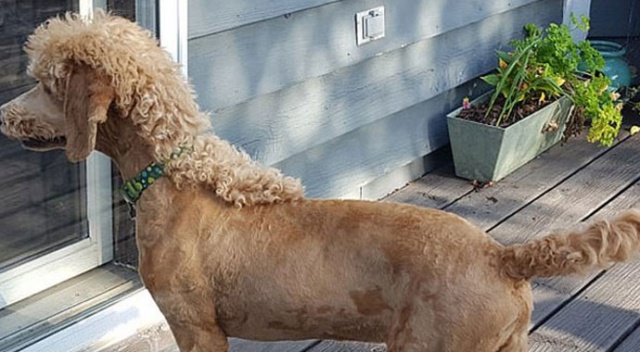 Sahiplerinin eğlenceleri: Köpeklerini şekilden şekle soktular Sahiplerinin eğlenceleri: Köpeklerini şekilden şekle soktular