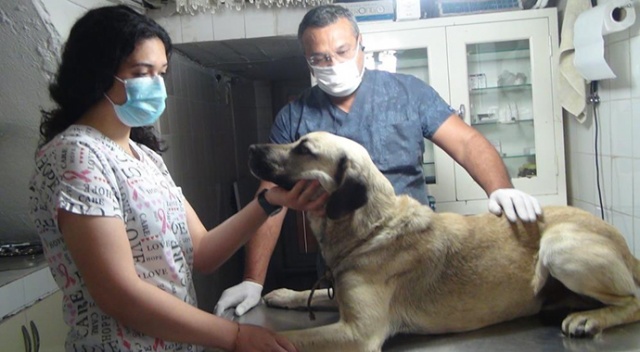 Sokak köpeğine bıçakla saldırdılar, öldüremeyince ateş açtılar
