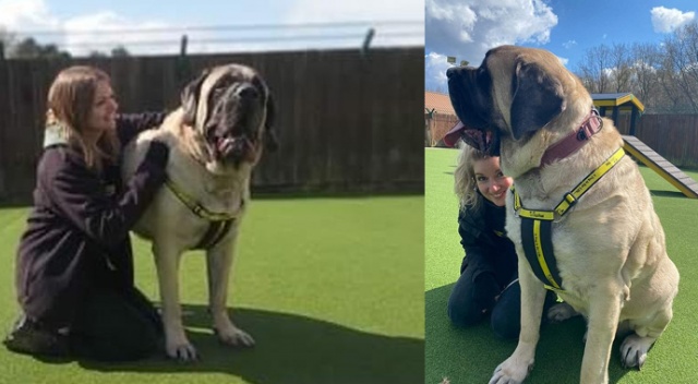 Yavru fil ağırlığındaki köpek kendisini sahiplenecek aile arıyor