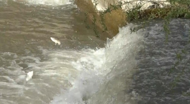 Kars’ta balıkların ‘ölüm’ göçü başladı Kars’ta balıkların ‘ölüm’ göçü başladı