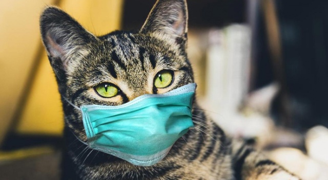 KKTC&#039;de inanılmaz olay! Kedi sahibinden korona kaptı