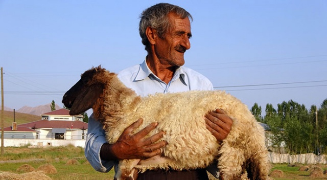 Bataklığa saplanan ineği hayatını değiştirdi Bataklığa saplanan ineği hayatını değiştirdi