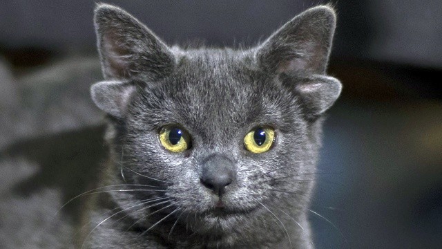 Dört kulaklı kedi görenleri şaşırtıyor Dört kulaklı kedi görenleri şaşırtıyor
