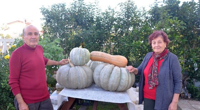 Yaklaşık 60 kilo ağırlığında bal kabağı yetiştirdi Yaklaşık 60 kilo ağırlığında bal kabağı yetiştirdi