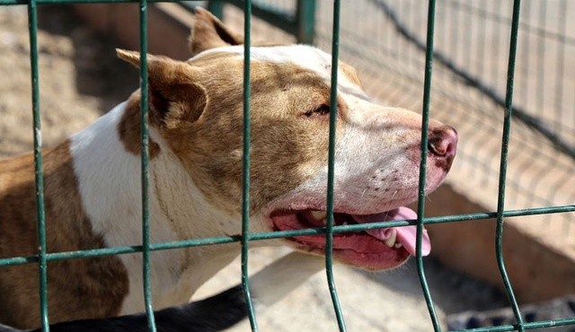 Durdurun şu köpek terörünü! Çocuklarımızı koruyalım Durdurun şu köpek terörünü! Çocuklarımızı koruyalım