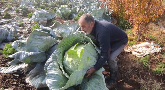 Elazığ’ın 'Kesrik Lahanası' Belçika ve Ukrayna’dan alıcı buluyor Elazığ’ın 'Kesrik Lahanası' Belçika ve Ukrayna’dan alıcı buluyor