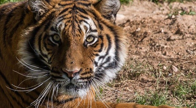 Hindistan'da sınıfa giren leopar 1 öğrenciyi yaraladı Hindistan'da sınıfa giren leopar 1 öğrenciyi yaraladı