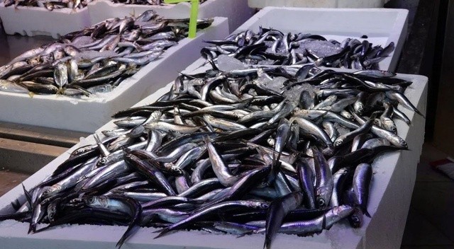 Karadeniz'de hamsi, bu sezon erken tükendi Karadeniz'de hamsi, bu sezon erken tükendi
