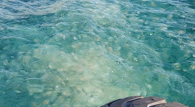 Marmara'da yeni istila: Kesinlikle dokunmayın! Marmara'da yeni istila: Kesinlikle dokunmayın!