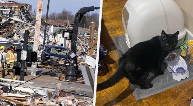 Tornado kasırgasından 9 gün sonra kedi Madix enkazdan sağ çıktı Tornado kasırgasından 9 gün sonra kedi Madix enkazdan sağ çıktı