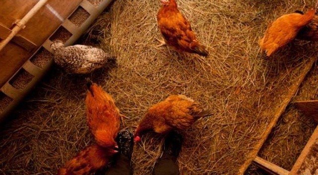 Tavuk kümesindeki tersliği sezen adam karşılaştığı manzarayla gözyaşlarına boğuldu! Tavuk kümesindeki tersliği sezen adam karşılaştığı manzarayla gözyaşlarına boğuldu!