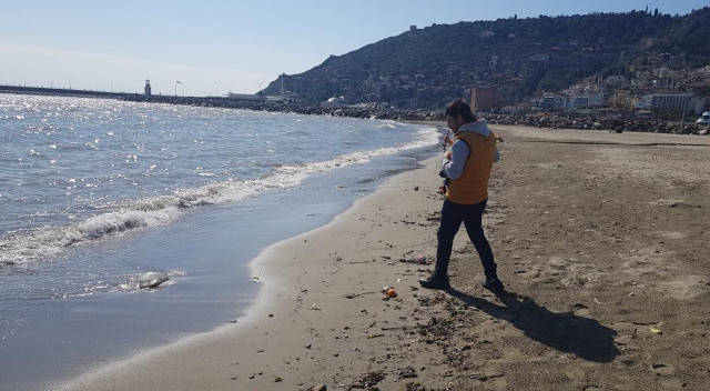 Alanya'da deniz anaları sahile vurdu Alanya'da deniz anaları sahile vurdu