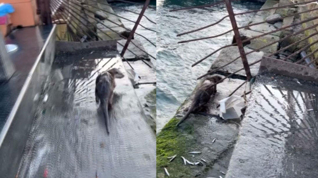 Eminönü'nde 'su samuru' sürprizi Eminönü'nde 'su samuru' sürprizi