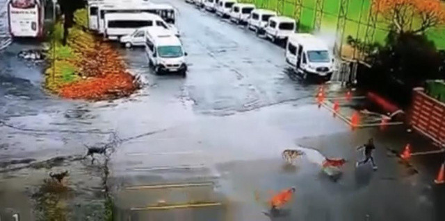 Gaziosmanpaşa'da başıboş köpekler tehlike saçıyor Gaziosmanpaşa'da başıboş köpekler tehlike saçıyor