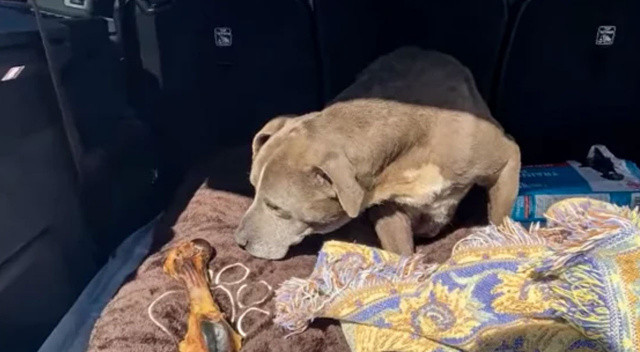 Kayıp köpek 12 yıl sonra sahibine kavuştu Kayıp köpek 12 yıl sonra sahibine kavuştu