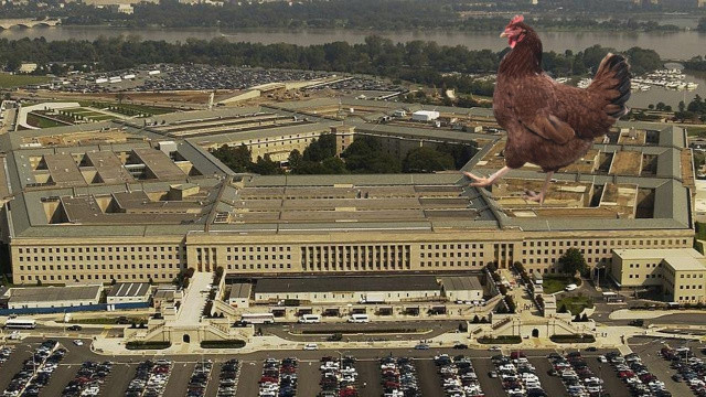 Pentagon'da güvenlikli bölgeye sızan tavuk yakalandı Pentagon'da güvenlikli bölgeye sızan tavuk yakalandı
