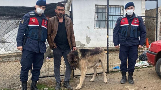 Çaldığı köpeği tanınmaması için boyadı Çaldığı köpeği tanınmaması için boyadı
