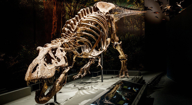 Dinozor uzmanları, T-rex'in üç farklı tür olduğunu keşfetti Dinozor uzmanları, T-rex'in üç farklı tür olduğunu keşfetti