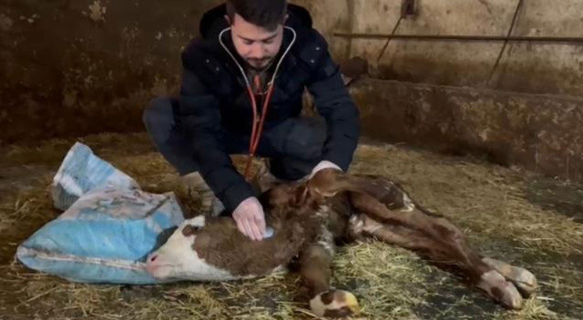 Hamile inek ahırda saatlerce savaştı, yeni doğan buzağın kalbine dokunan veteriner acil tutanak istedi