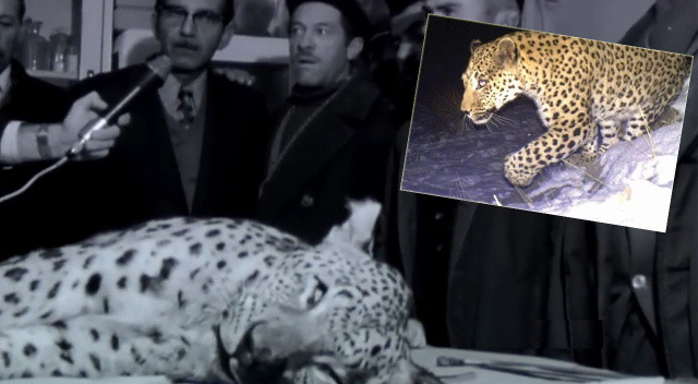 Bakan Kirişçi'den heyecanlandıran 'Anadolu Leoparı' paylaşımı: Türkiye'de görüldü, hala yaşıyor! Bakan Kirişçi'den heyecanlandıran 'Anadolu Leoparı' paylaşımı: Türkiye'de görüldü, hala yaşıyor!