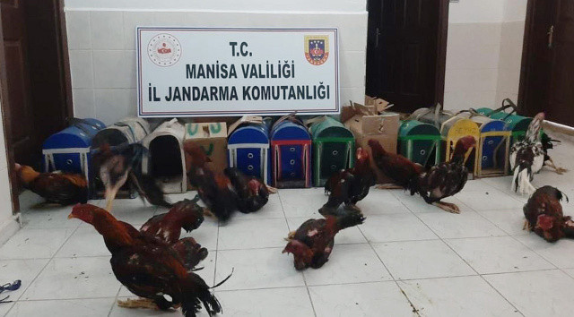 Manisa&#039;da horoz dövüşcülerine ceza yağdı