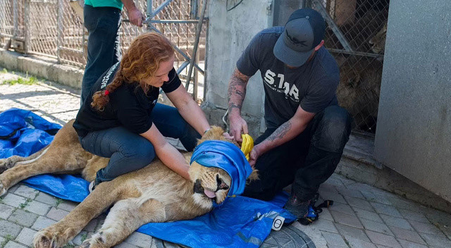 Ukrayna’da aslan kurtarma operasyonu Ukrayna’da aslan kurtarma operasyonu
